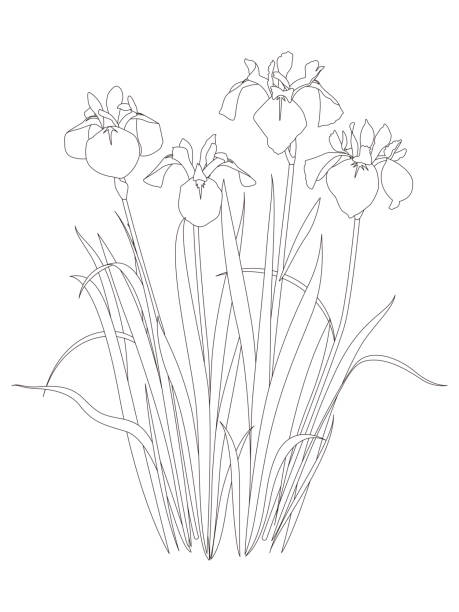 Coloring book of flowers. Japanese iris flowers. Coloring book of flowers. Japanese iris flowers. iris laevigata stock illustrations