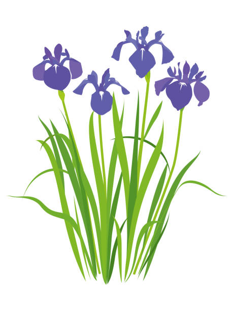 Purple iris flower. Illustration of Japanese iris. Purple iris flower. Illustration of Japanese iris. iris laevigata stock illustrations