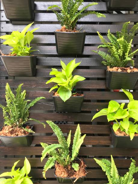 istock Vertical garden decoration, tree planting in black plastic flower pot 1326565846