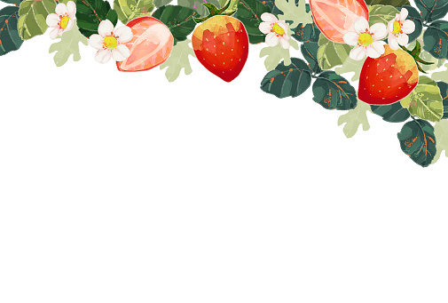 strawberry/spring/flower/fruit/leaves/frame/border/background/greeting card/invitation