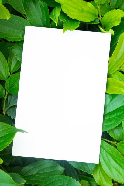 istock Card Mock-up on green leaf background 1326566071