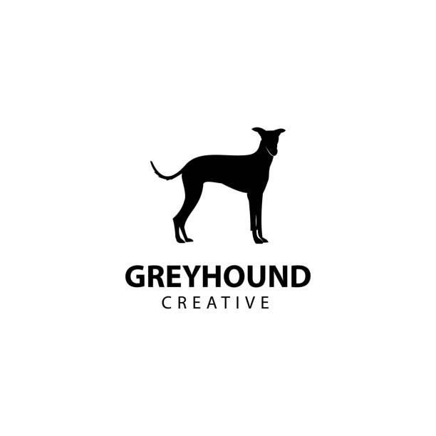 illustrations, cliparts, dessins animés et icônes de silhouette de lévrier, illustration d’icône vectorielle animale - dog greyhound whippet isolated