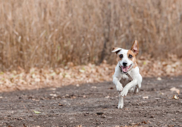 istock Running dog at autumn 1326567790