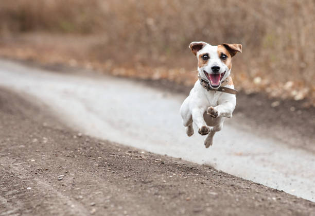 istock Running dog in autumn 1326567791