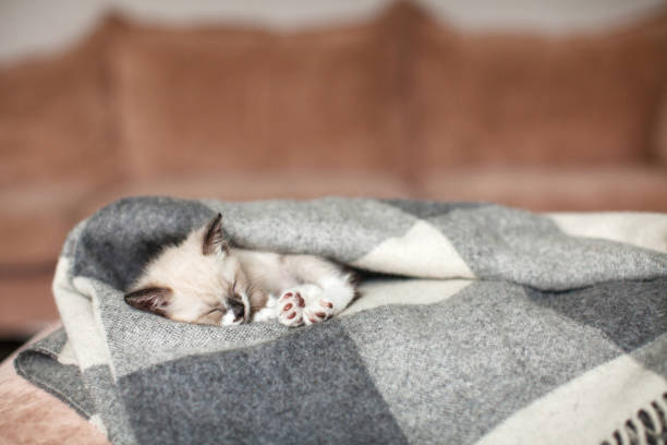 istock Cat relaxing on plaid at living room 1326567795