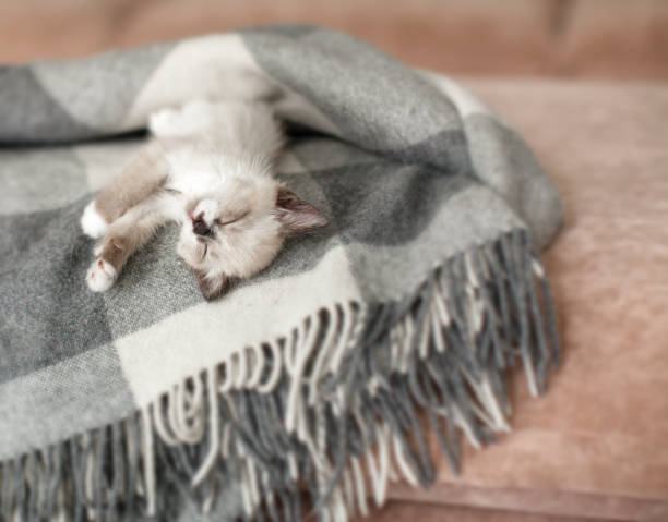 istock Cat relaxing on plaid in living room 1326567796