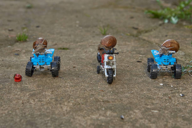 istock Three large garden snails sit on a toy motorcycle and quad bikes . 1326567987