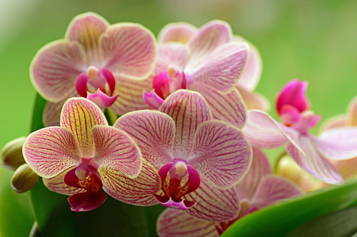 Potted plant:Bright blooming moth orchid (Ruey Lih Stripes) in green background.
