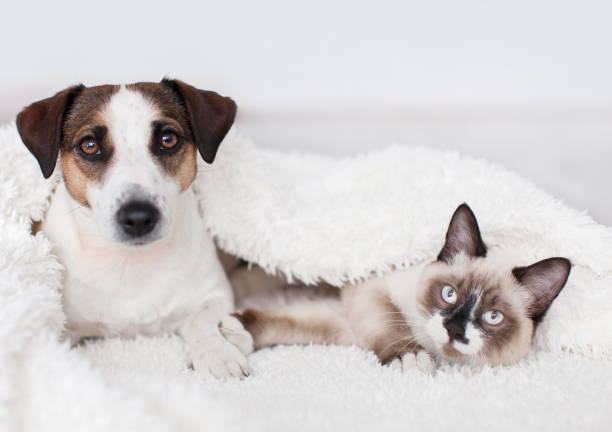 istock Cat and dog together under white plaid 1326568066