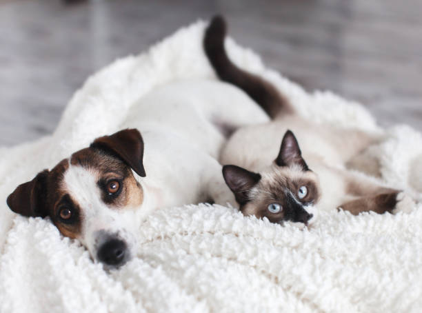istock Cat and dog together under white plaid 1326568071