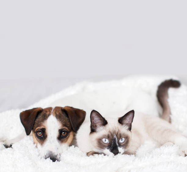 istock Cat and dog together on white plaid 1326568072
