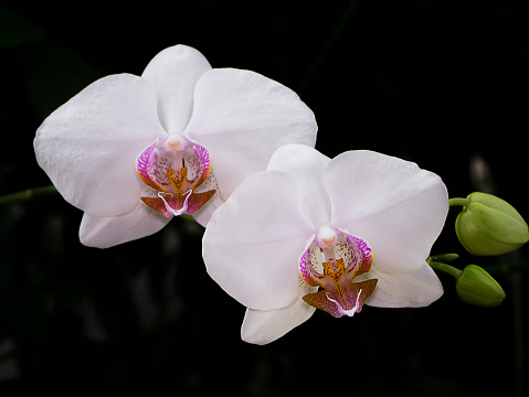 White orchid of Phalaenopsis flower with dark backgroud.