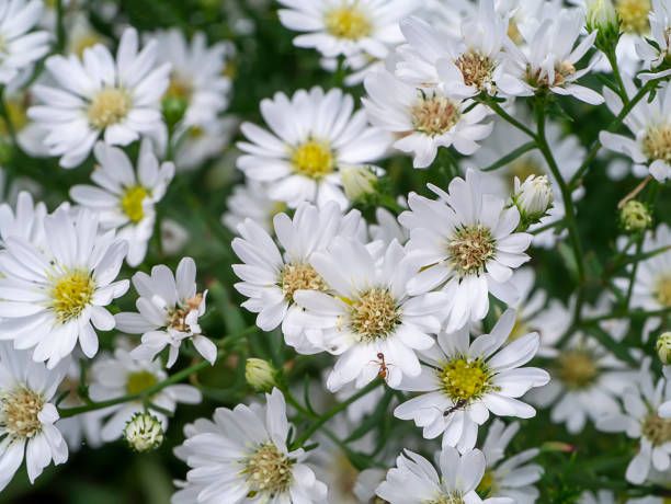 istock Close up white Marguerite Daisy flower 1326569164