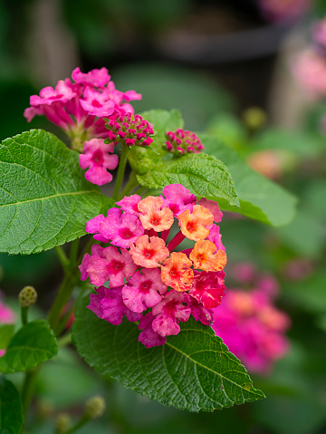 Close up of pink Lantana camara flower.