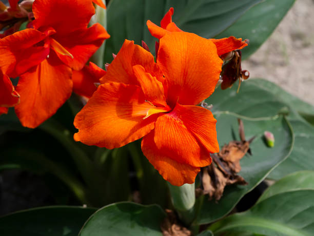 istock Close up Indian shot flower with blur background. 1326569185