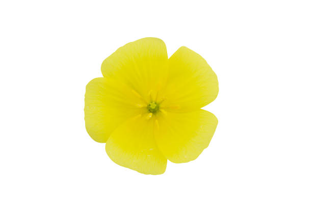 istock Close up the yellow flower of devil's thorn on white background. 1326569246