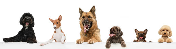 istock Art collage made of funny dogs different breeds posing isolated over white studio background. Look happy, delighted. 1326569253
