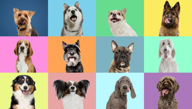 istock Collage made of funny cute dogs different breeds on multicolored studio background. 1326569262