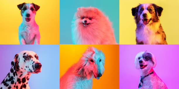 istock Art collage made of funny dogs different breeds on multicolored studio background in neon light. 1326569285