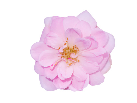 Close up A Pink of Damask Rose flower isolate on white background with clipping path. (Scientific name Rosa damascena)