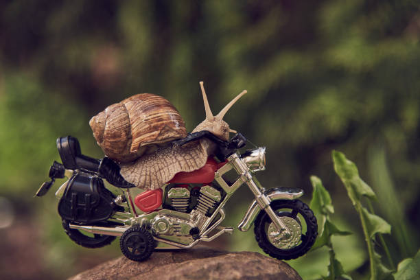 istock A garden snail on a toy motorcycle on a rock. 1326569597