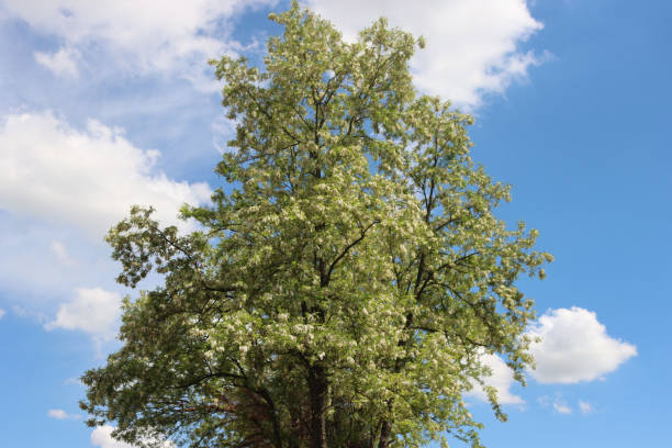 istock Black locust tree with white flowers on branches against blue sky 1326570425