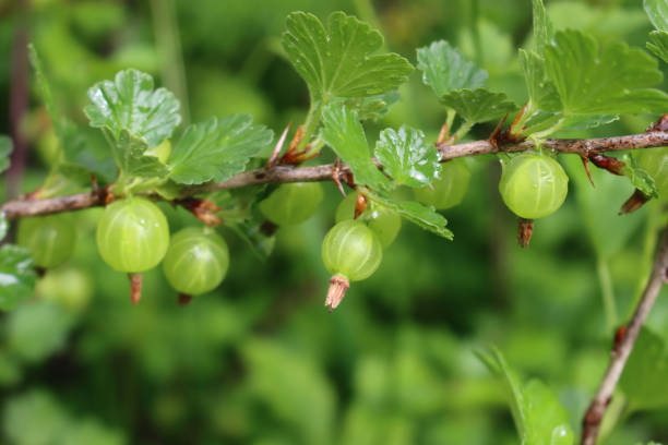 枝に未熟な緑のグースベリーの果実 - gooseberry fruit growth green ストックフォトと画像