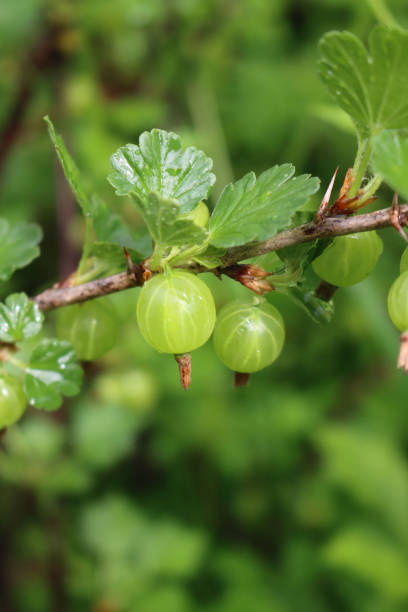 晴れた日に枝に未熟な緑のグースベリーフルーツ - gooseberry fruit growth green ストックフォトと画像