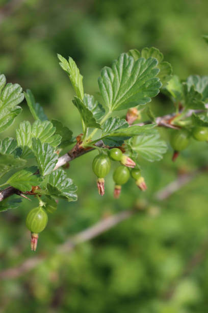 枝に未熟な緑のグースベリーの果実 - gooseberry fruit growth green ストックフォトと画像