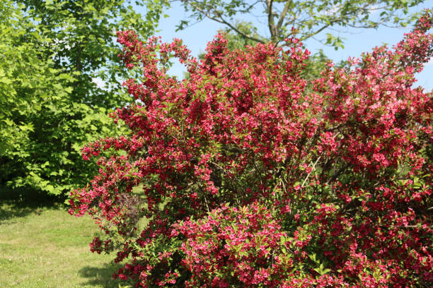 istock Weigelia bush in bloom with beautiful pink flowers 1326570503