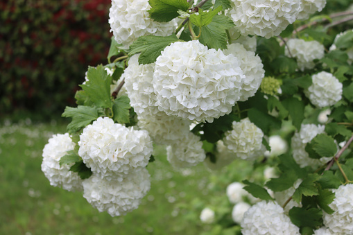 Close-up of Viburnum opulus branches  with many white flowers in springtime. Snowball bush in the garden