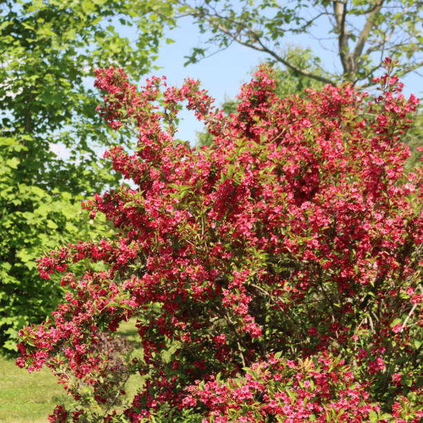 istock Weigelia bush in bloom with beautiful pink flowers 1326570526