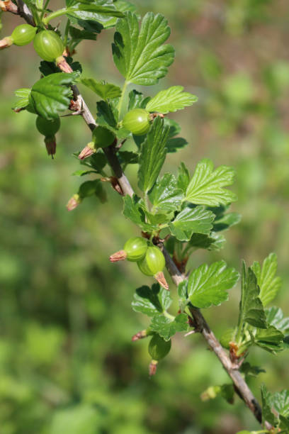 枝に未熟な緑のグースベリーの果実 - gooseberry fruit growth green ストックフォトと画像