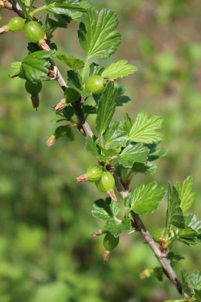istock Unripe green gooseberry fruit on a branches 1326570557