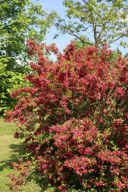 istock Weigelia bush in bloom with beautiful pink flowers 1326570568