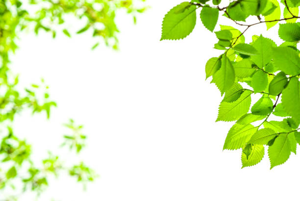 istock Green young leaves on isolated white background. 1326573649