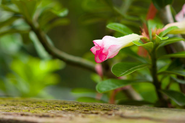 istock Frangipani is horizontal in nature. 1326573812