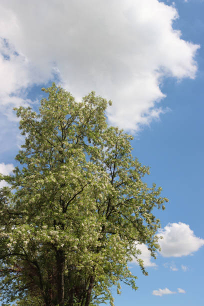 istock Black locust tree with white flowers on branches against blue sky 1326575129