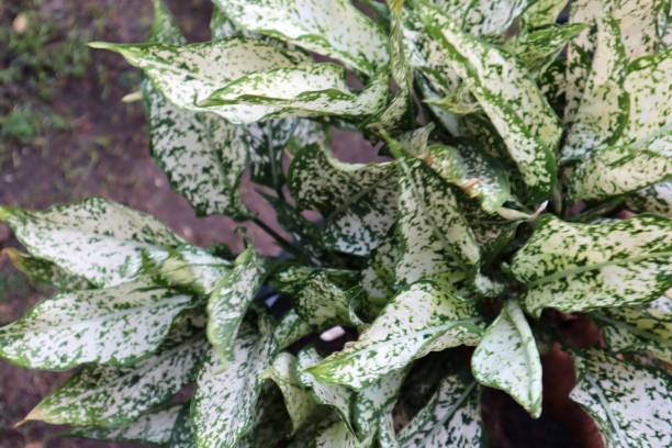 istock Aglaonema plant, spotted leaf plant for garden decor 1326575367