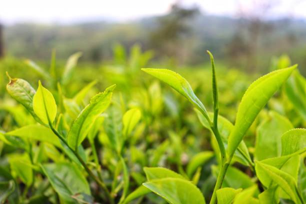 istock Tea is divided into four groups, black tea, oolong tea, green tea and white tea 1326575670