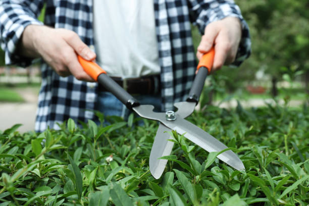 istock Worker cutting bush with hedge shears outdoors, closeup. Gardening tool 1326576399
