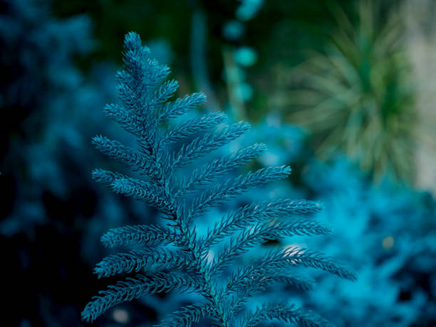 istock Natural plant background for commercial use 1326576496