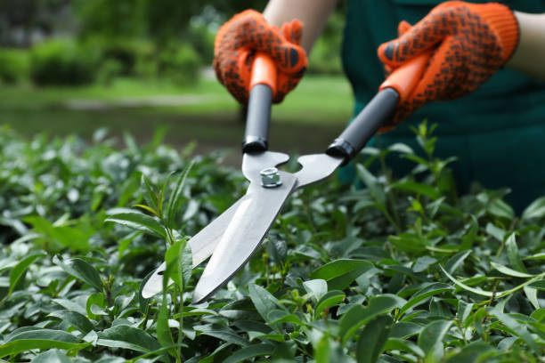 worker cutting bush with hedge shears outdoors, closeup. gardening tool - snoeien stockfoto's en -beelden