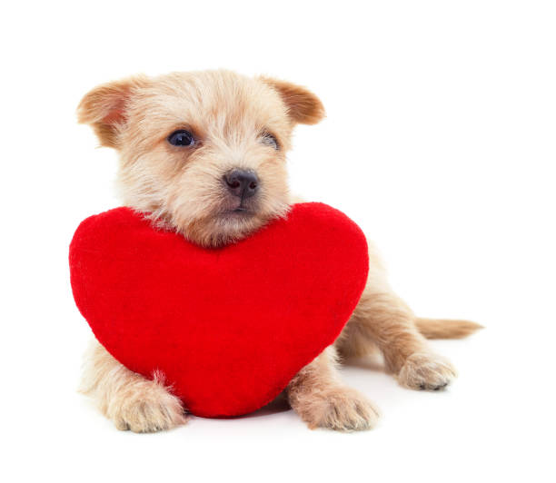 istock One little dog with a red heart. 1326576946