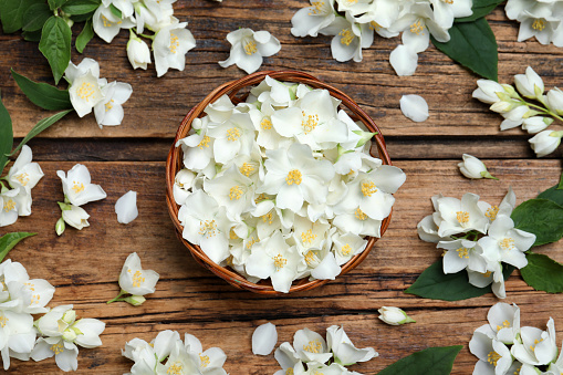 Flat lay composition with beautiful jasmine flowers on wooden background