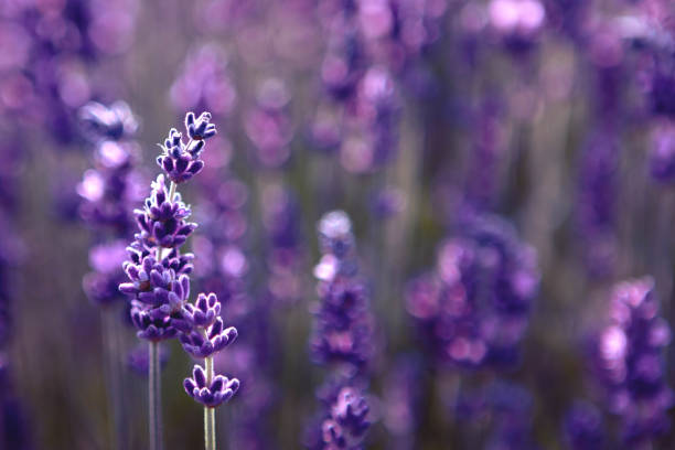 istock Lavender flower field at sunset rays 1326577734
