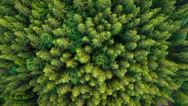 Photo of Pristine spruce forest aerial view