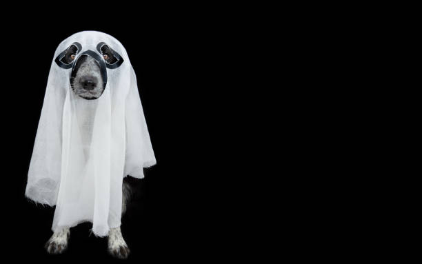 istock Dog celebrating halloween or carnival dressed as a ghost. Isolated on black background 1326578756