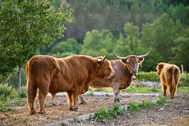 Two Scottish highland cows, a mother and daughter, look at the photographer on a humid summer day. Flies buzz around this big field.