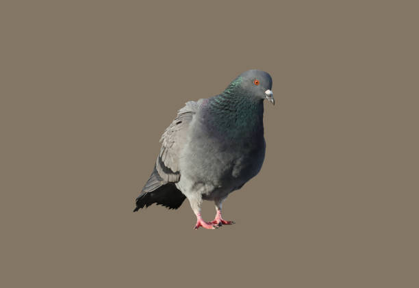 istock Bird city pigeon. 1326580291